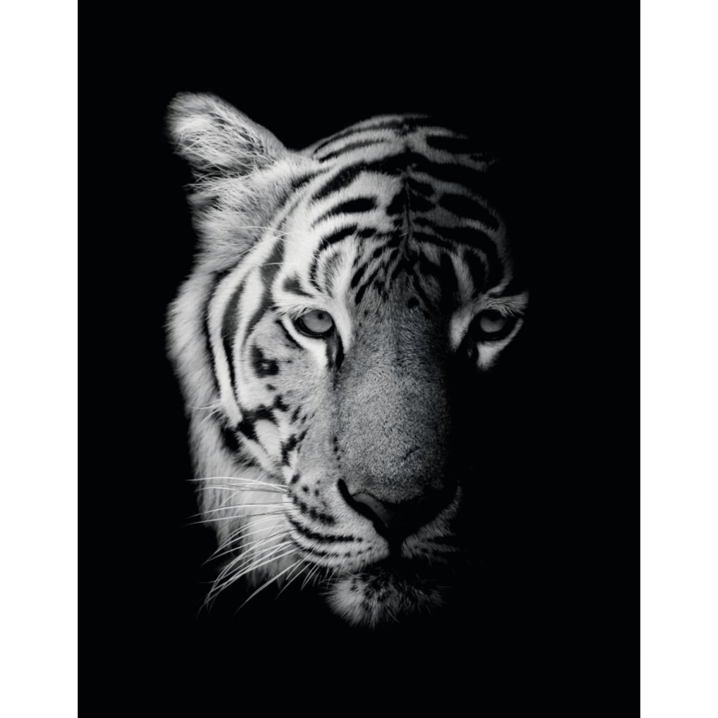 Cuadro decorativo, sala, habitación, animal, tigre