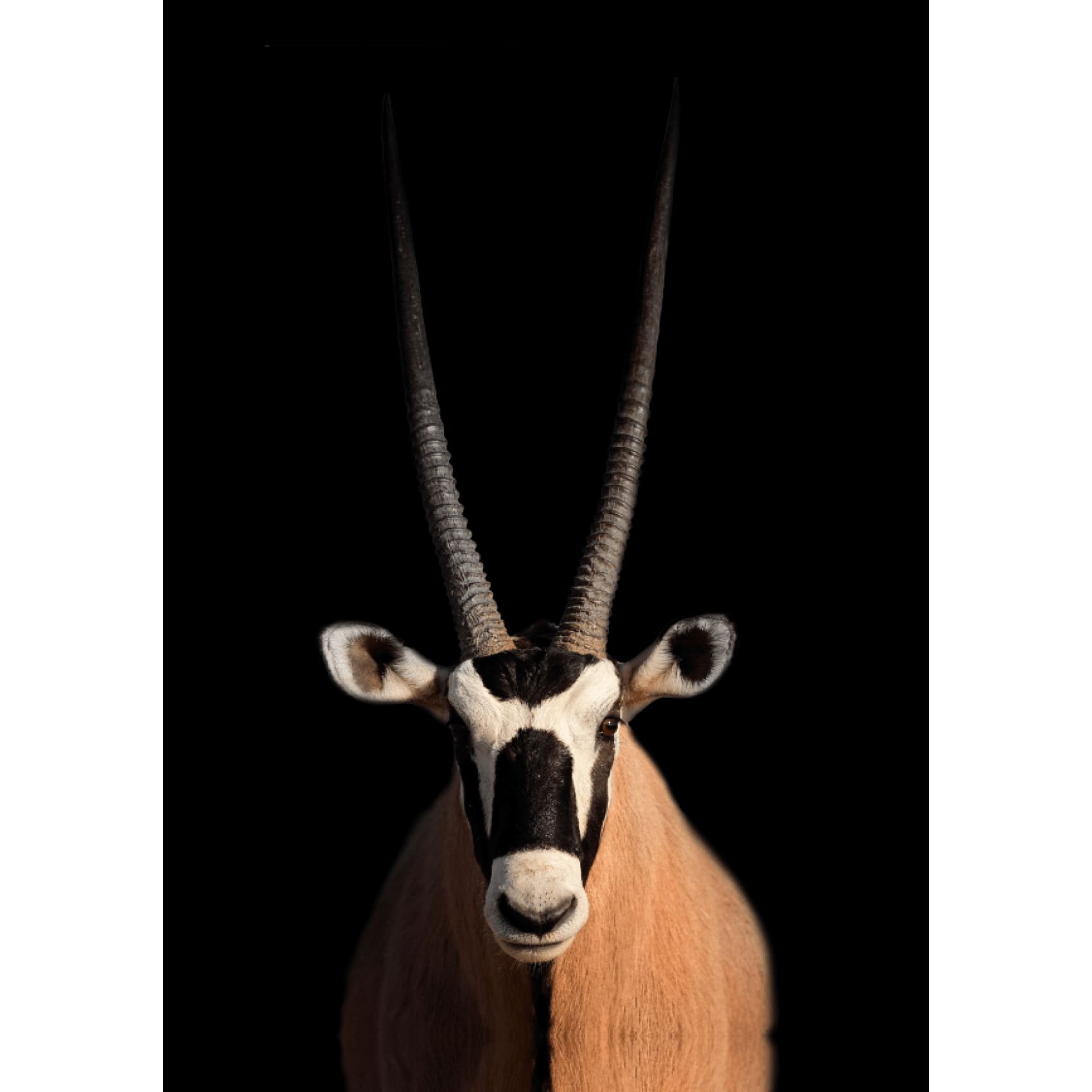 cuadro decorativo, decoración, sala, estudio, habitación, animal, oryx